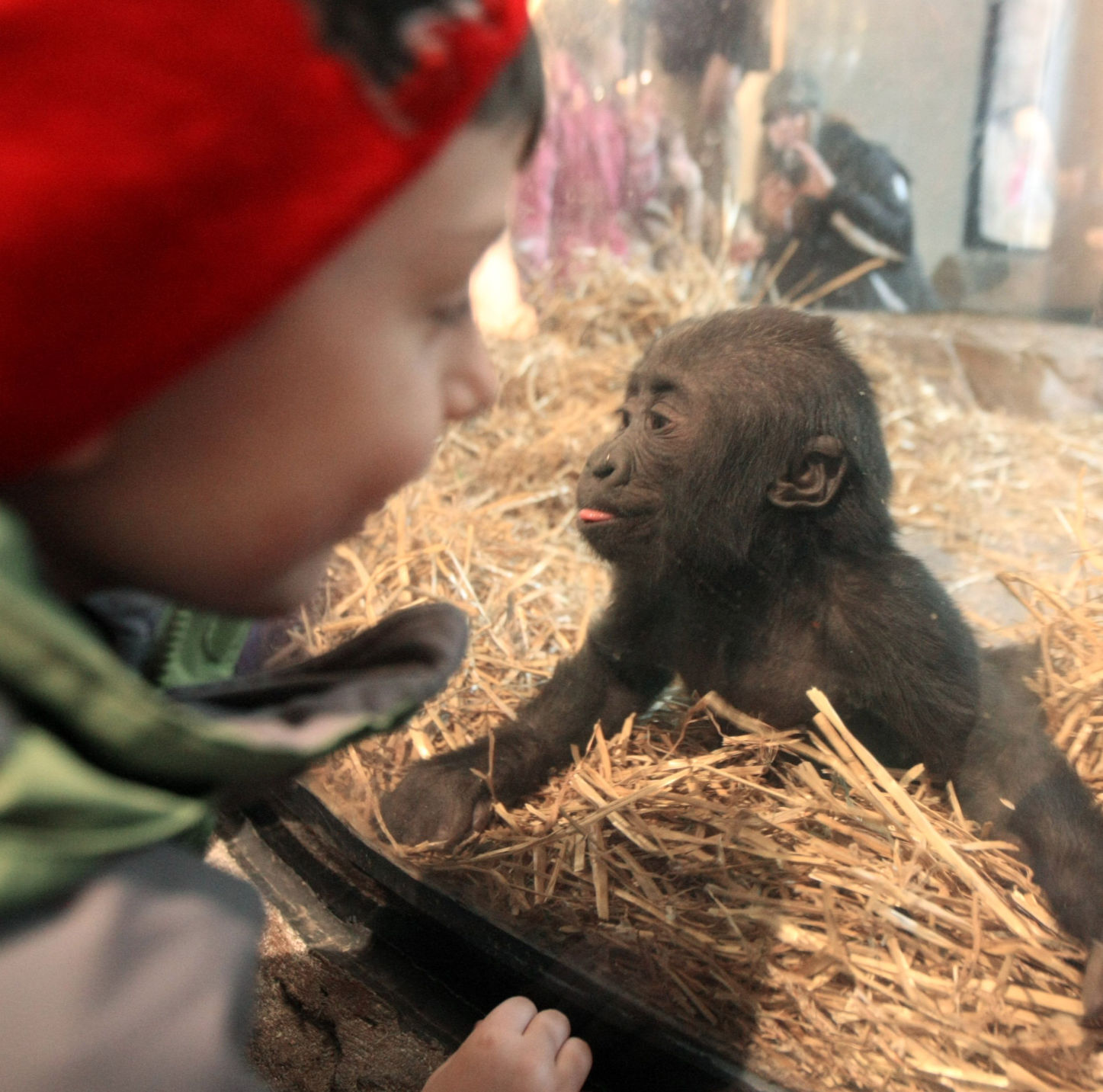 zoo babies